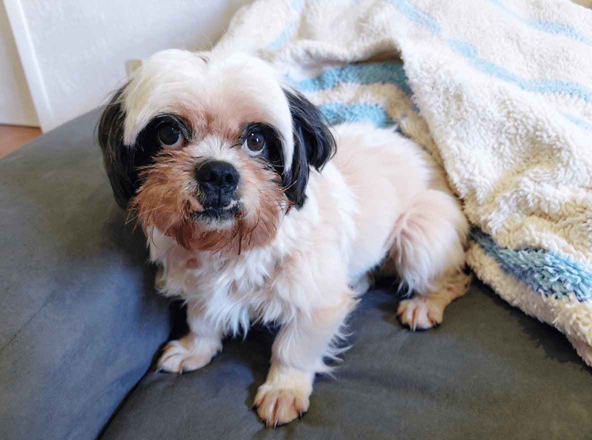 AI generated: Use esse cachorro como exemplo e mostre ele correndo