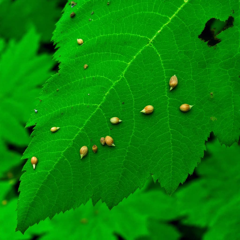 AI generated: chestnut leaf 