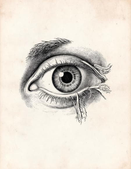 Anatomica - Image 3