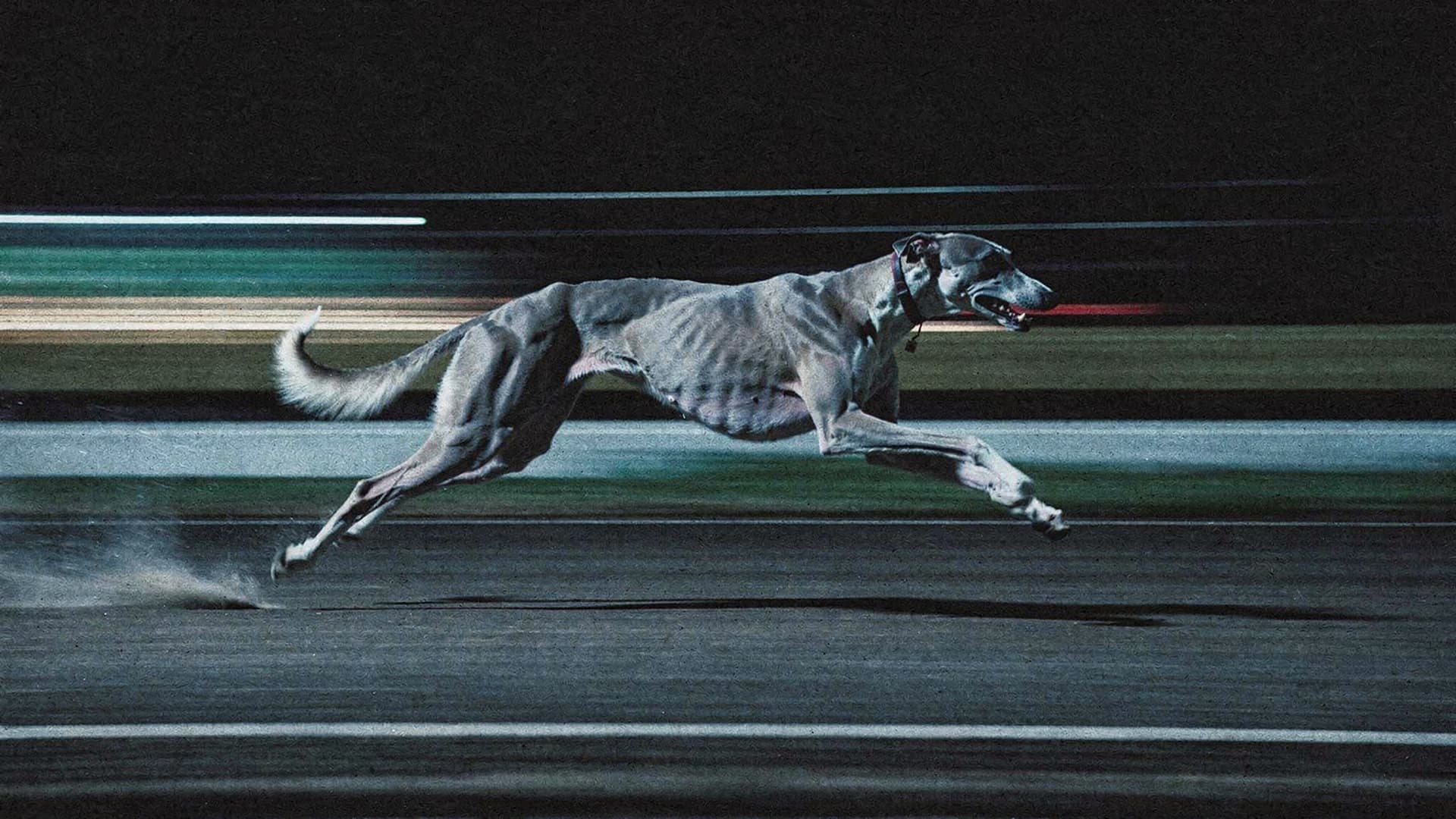 AI generated: cinematic long-exposure photograph of a racing greyhound dog sprinting at maximum speed, captured mi...