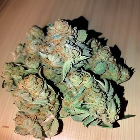 Weed Diffusion - Image 1
