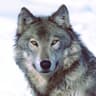 @silverwolfe