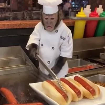 AI generated video: a monkey preparing hotdogs on a restaurant