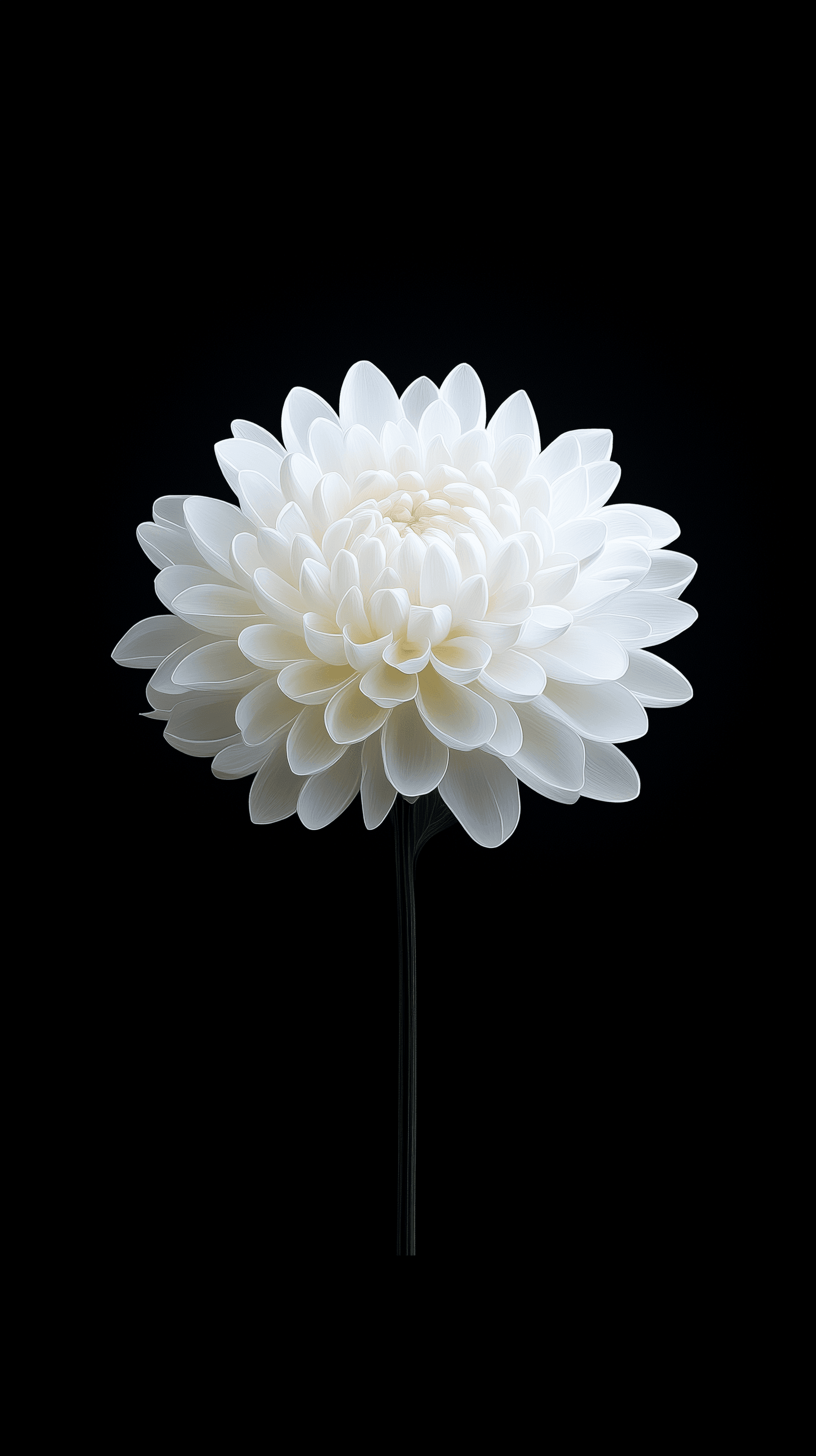 AI generated: illustration, chrysanthemum with solid black background, focus on detailed of stark whites, only one...