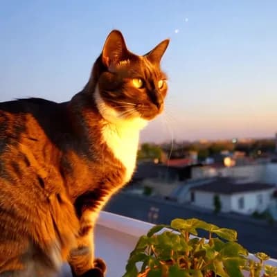 AI generated video: a cat waiting on the roof for his owner to come back home