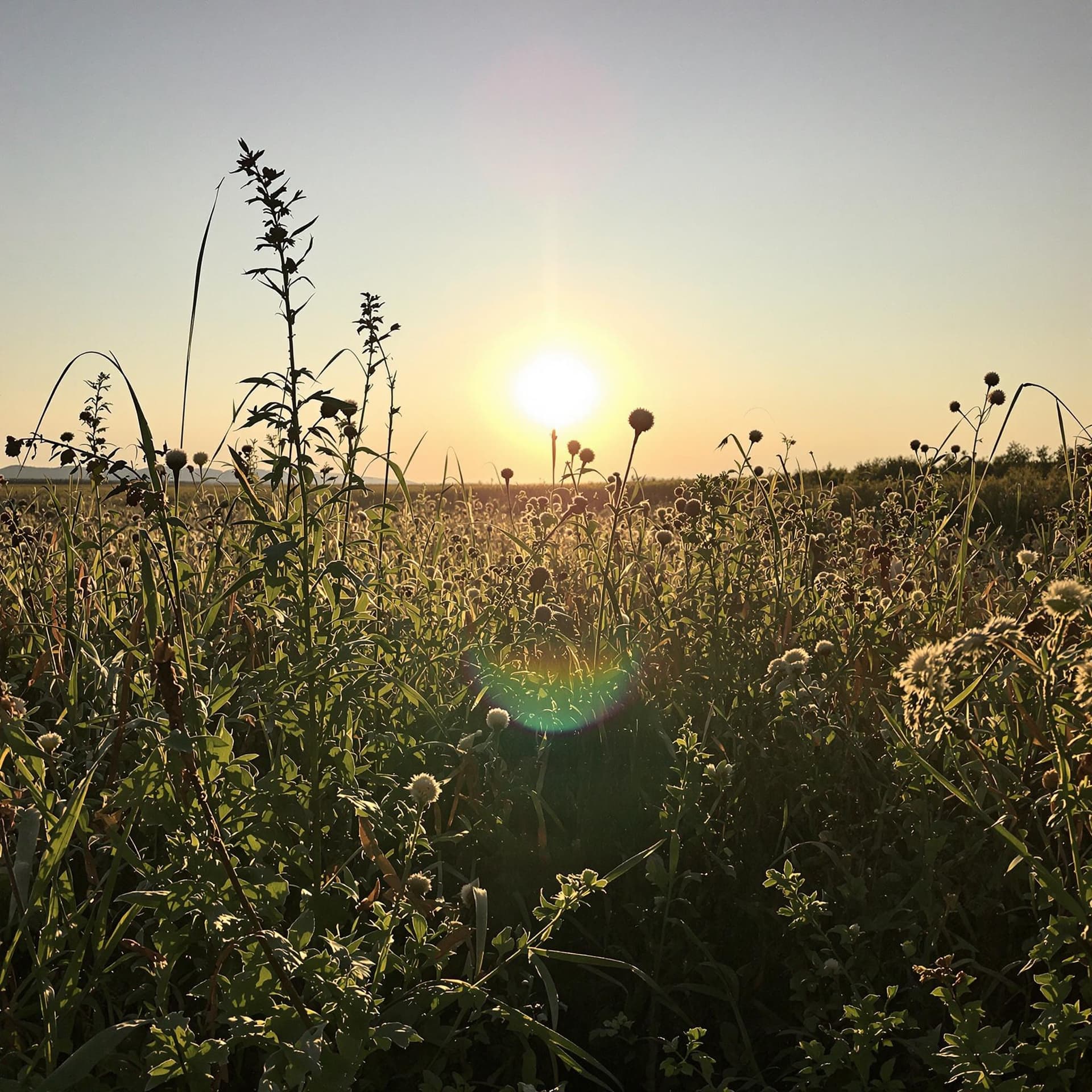 AI generated: The photo shows fields and meadows overgrown with weeds and hogweed against the backdrop of the midd...
