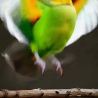 AI generated video: bird to fly