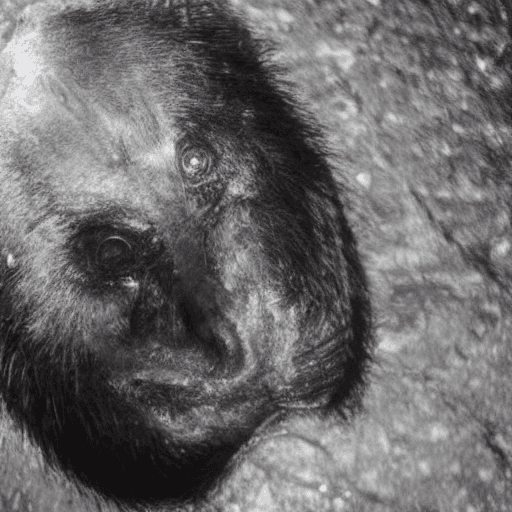 AI generated: Horror black creature,scary animal,sore face,