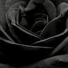 @alnimre2009