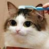 kitter's avatar