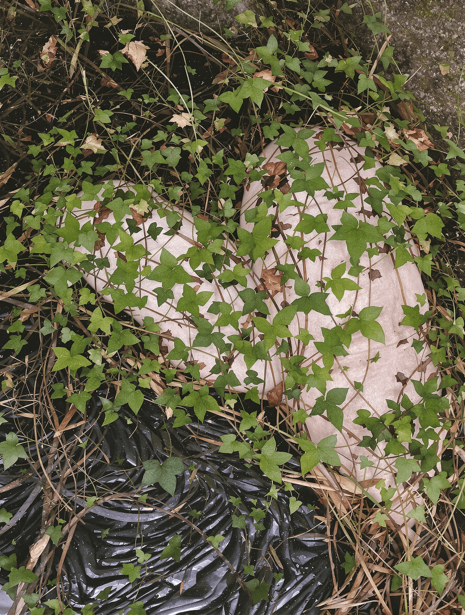 AI generated: In the roots of the grasses and the sorrels, I laid my body low; and the pearl-pale lady Niam lay by...