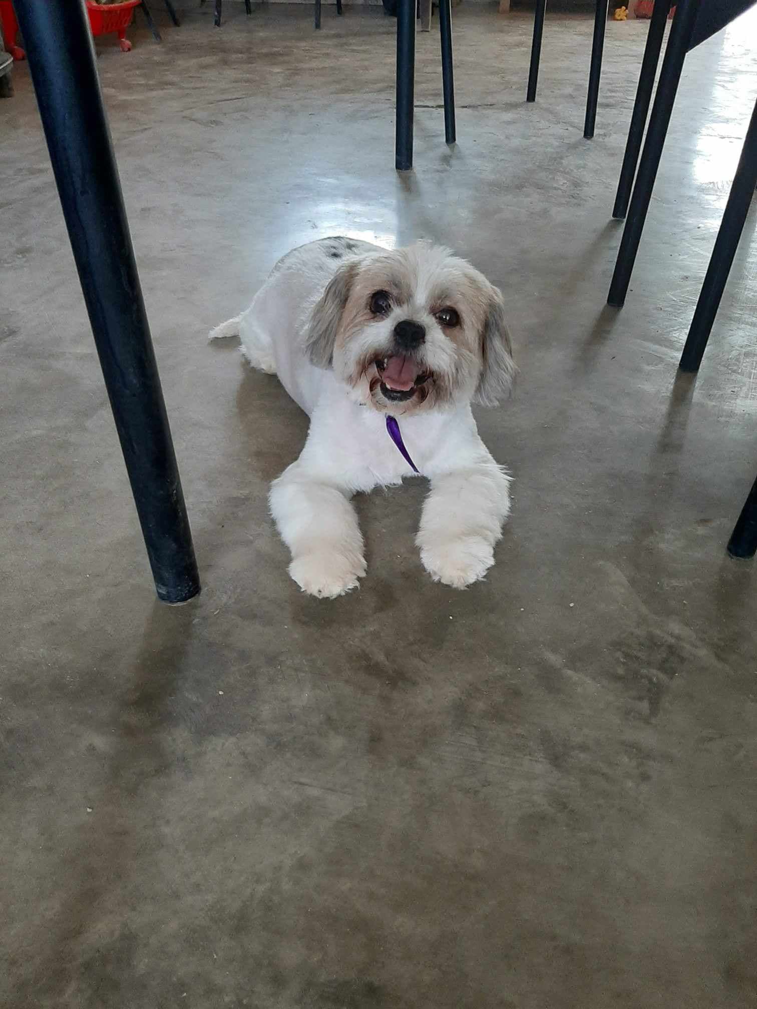 AI generated: pupet