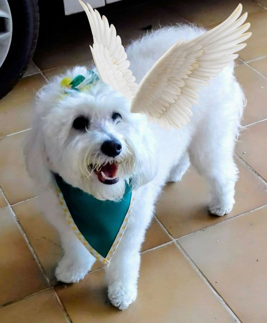 AI generated: Criar uma imagem de um cachorro alado 