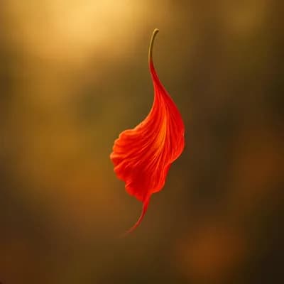 AI generated video: A single flamboyant tree petal falling with perfect linearity, twirling gently in the wind like an e...