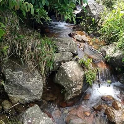 AI generated video: el agua se mueve normalmente pero de repente se asoma un duende entre la hierva