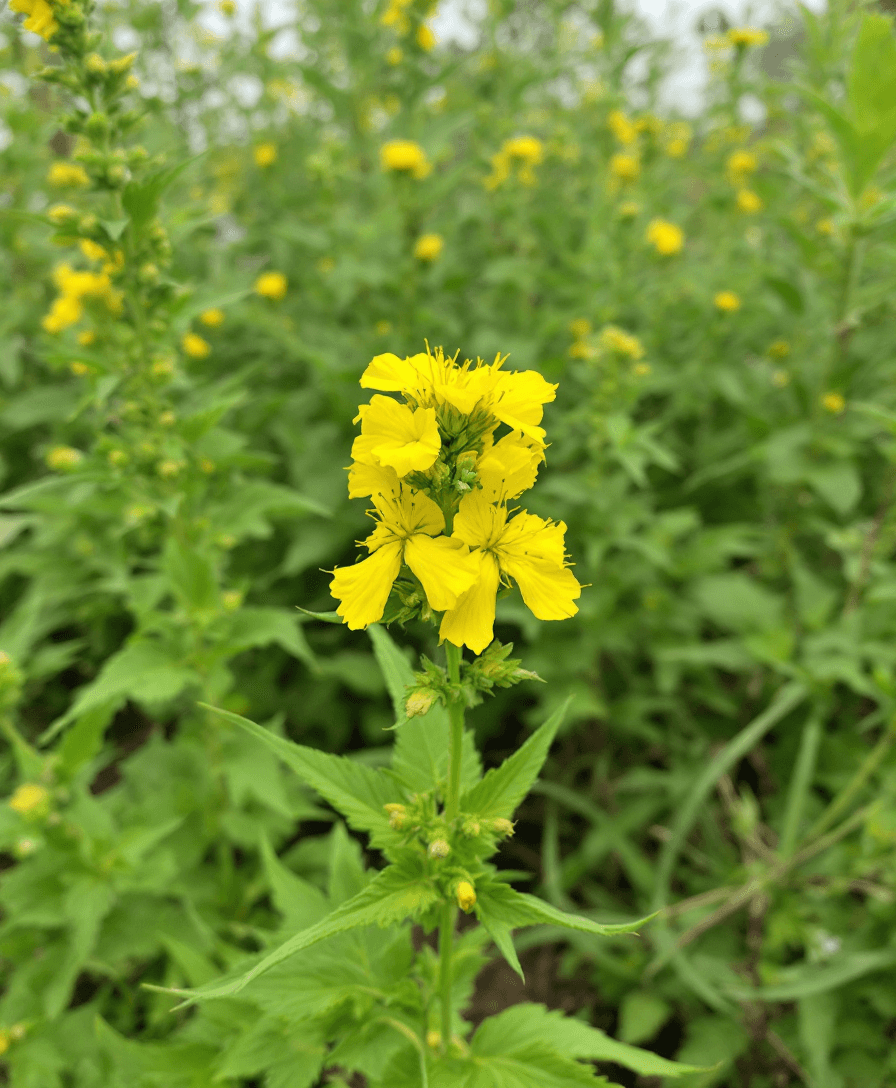 AI generated: agrimony flower plant


