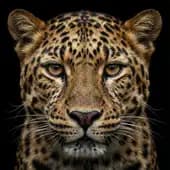 Scottie's avatar