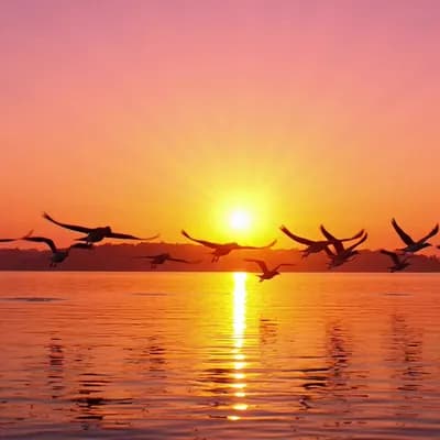 AI generated video: Des oiseaux s'envolent au dessus d'un lac au couché de soleil 