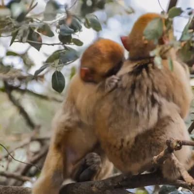 AI generated video: fighting