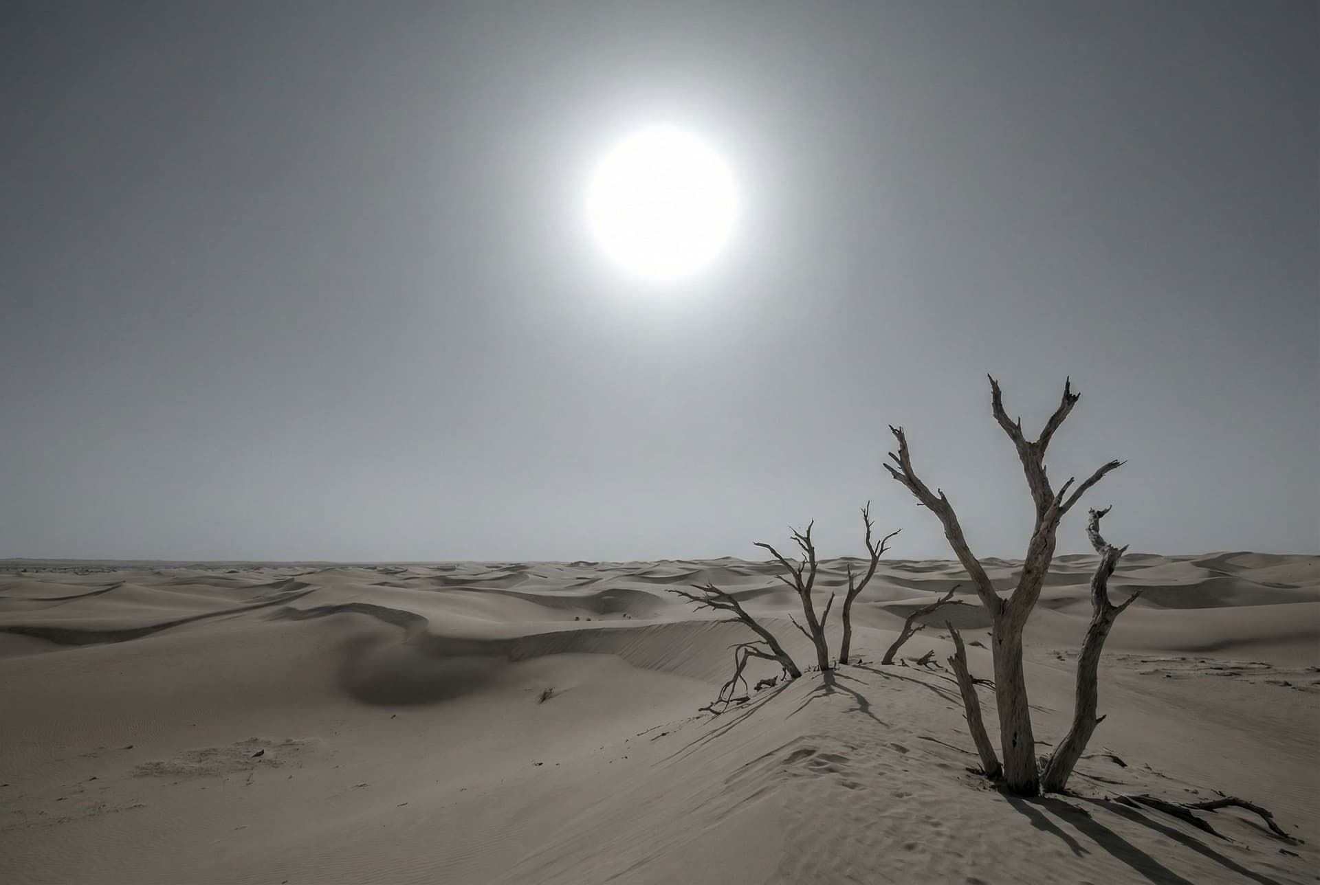 AI generated: a scenic landscape with desert dunes and dead trees but the sky has a more grey color  with no cloud...