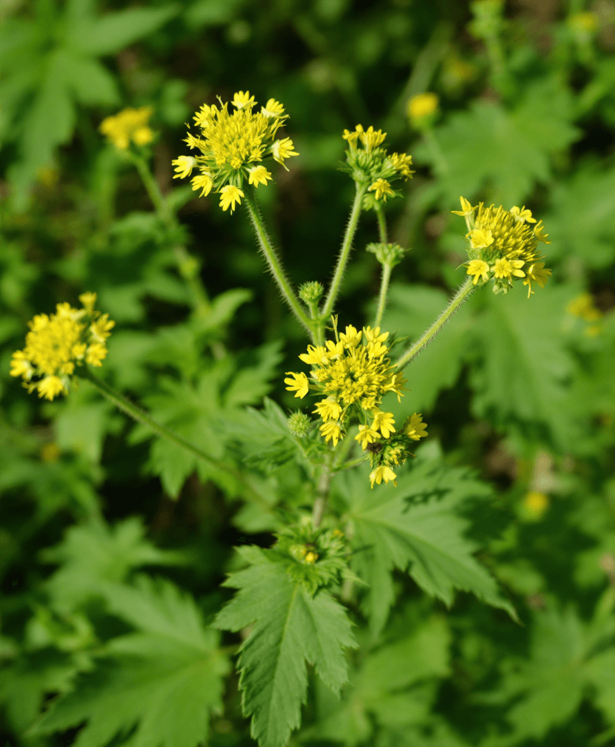 AI generated: agrimony flower plant


