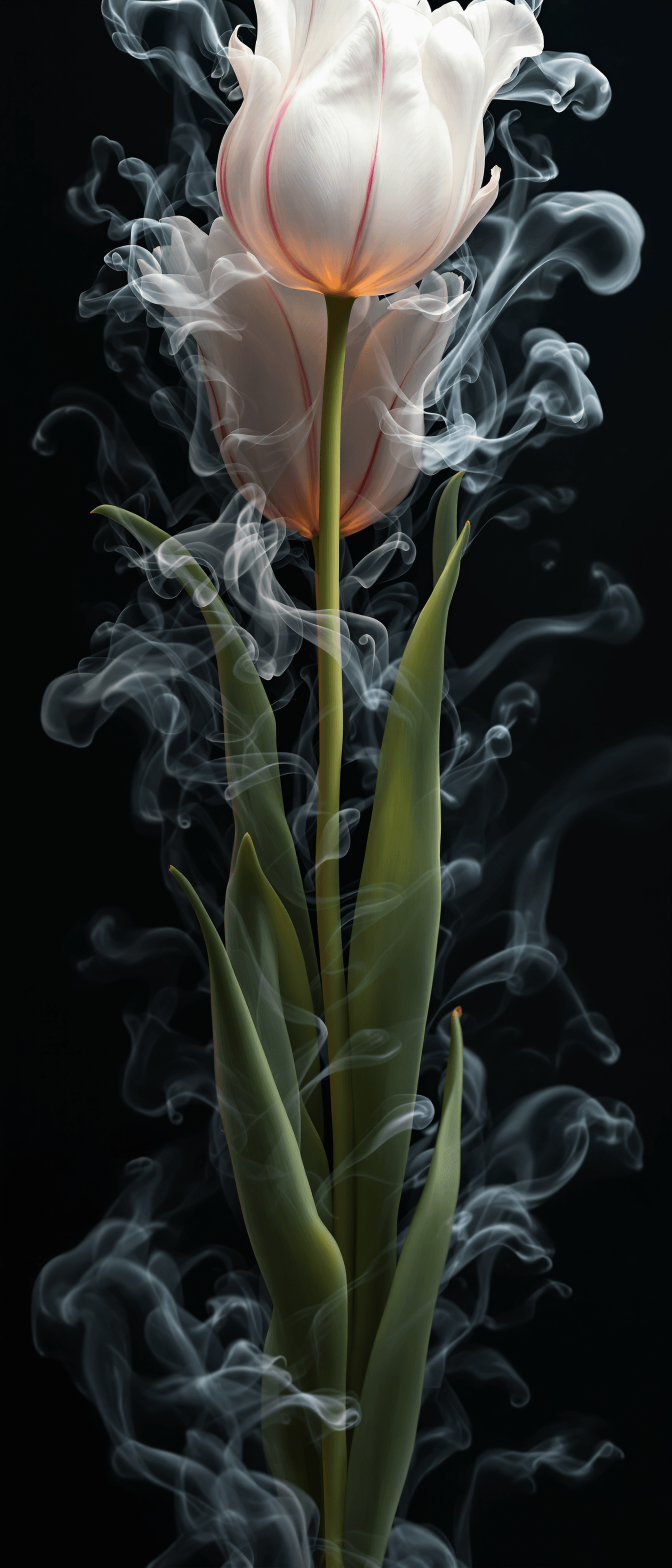 AI generated: white tulip bouquet opening, liquid smoke fractals, elegant botany, dynamic movement, raphael, carav...