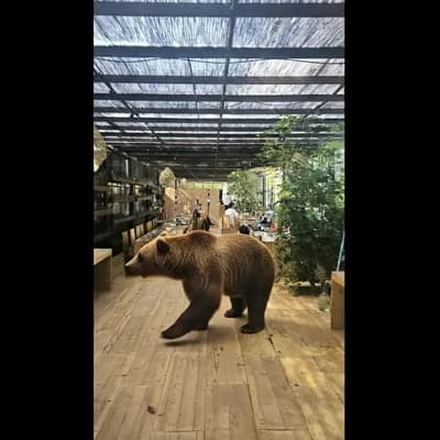 AI generated video: animate the bear destroying everything around him