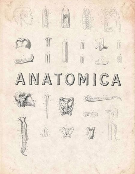 Anatomica - Image 6