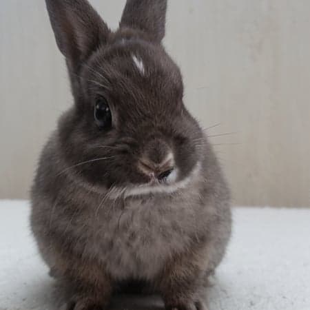 Netherland Dwarf Rabbit Generator -BETA