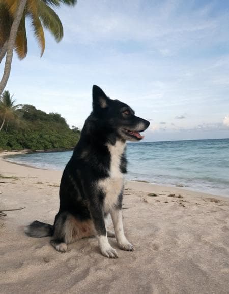 Hela, a husky mix dog. - Image 2