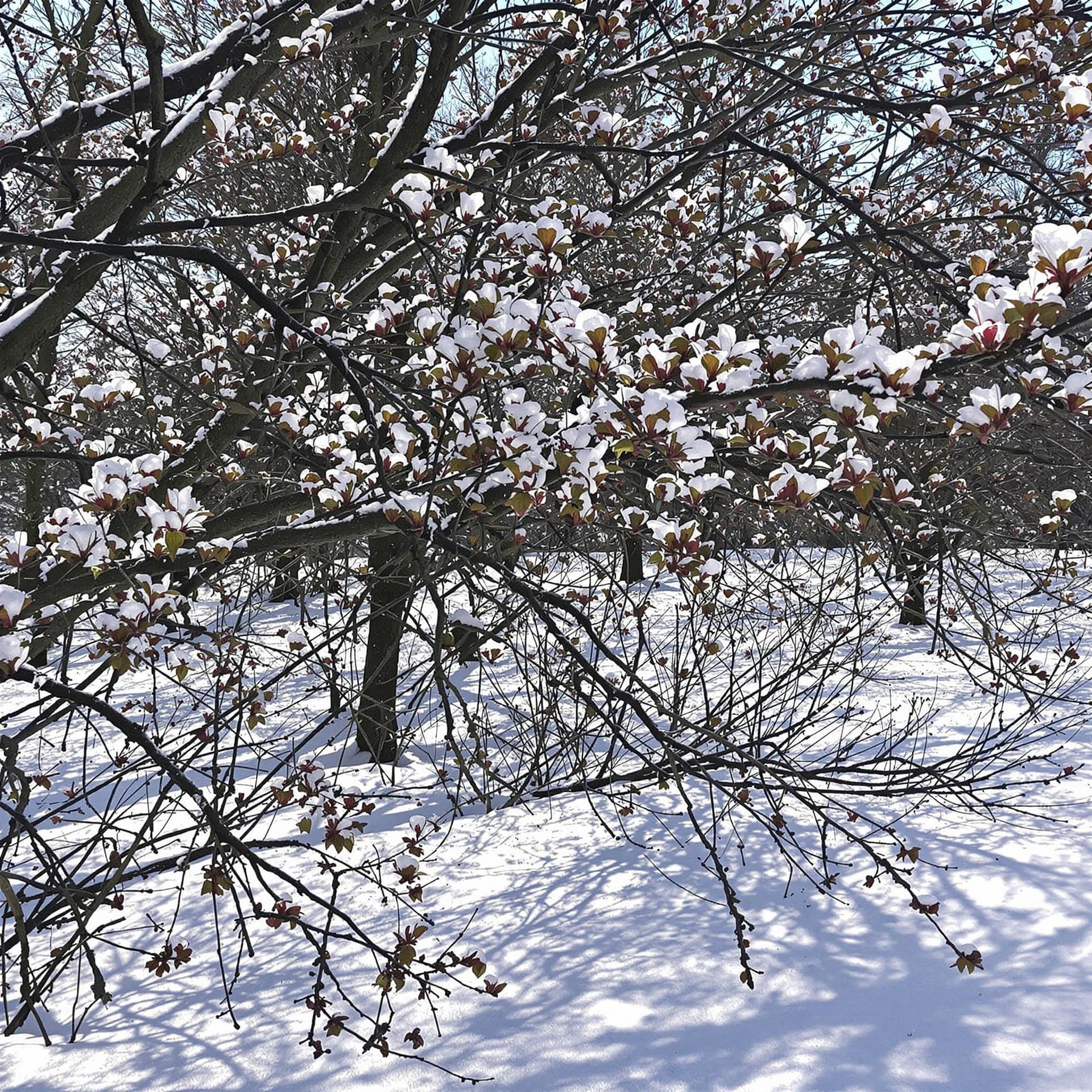 AI generated: Spring chasing winter away.