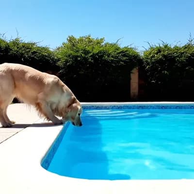 AI generated video: A dog jumping to a pool