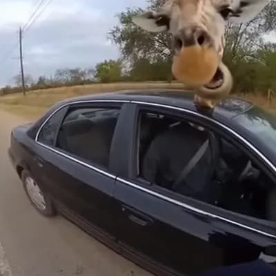 AI generated video: body cam footage of a police officer pulling over a car with a giraffe as the driver. After being qu...