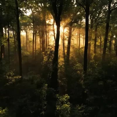 AI generated video: Wide drone shot rising through trees. Forest stage glows in warm light, cryptids wave. Text fades in...