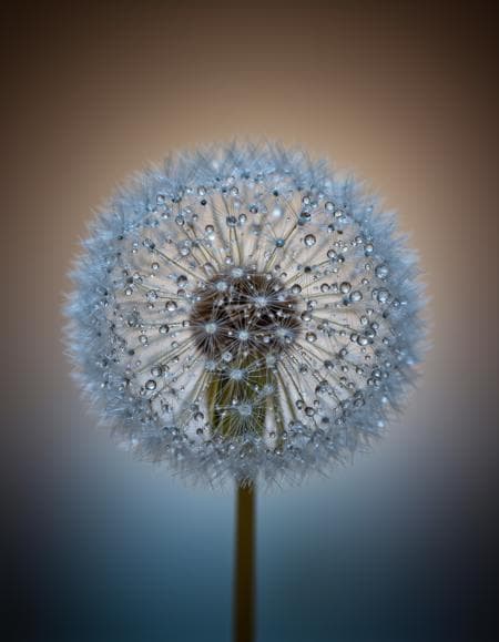 Bokeh&Macro - Image 1