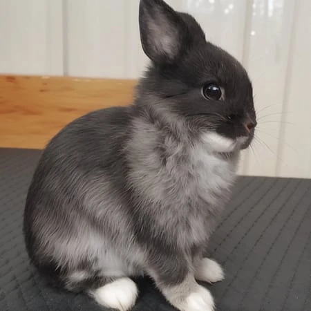 Featured image #1 for Netherland Dwarf Rabbit Generator -BETA