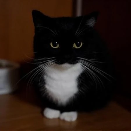 Featured image #1 for black cat