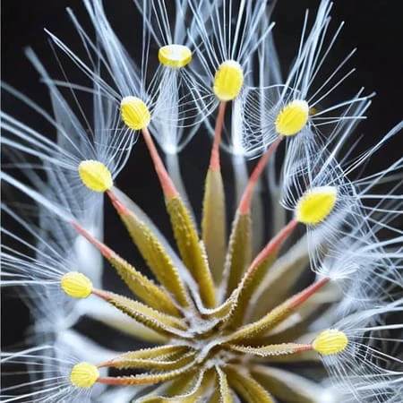 Featured image #1 for Microcosm