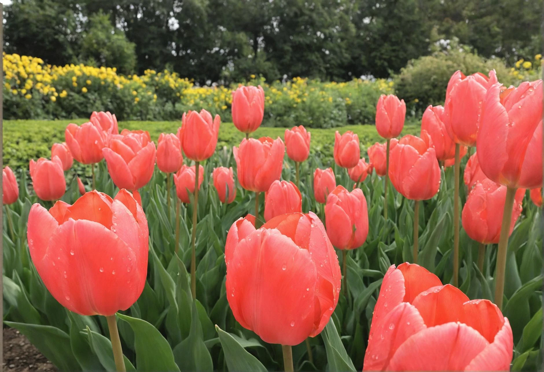 Featured image #5 for rRrReal_IL