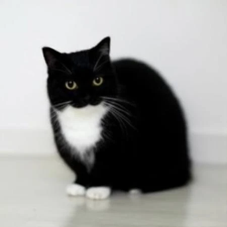 Featured image #3 for black cat