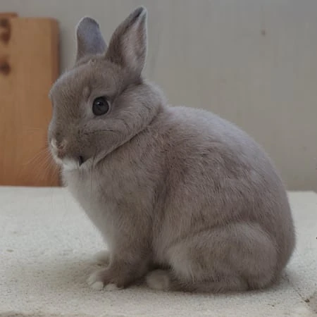 Featured image #2 for Netherland Dwarf Rabbit Generator -BETA
