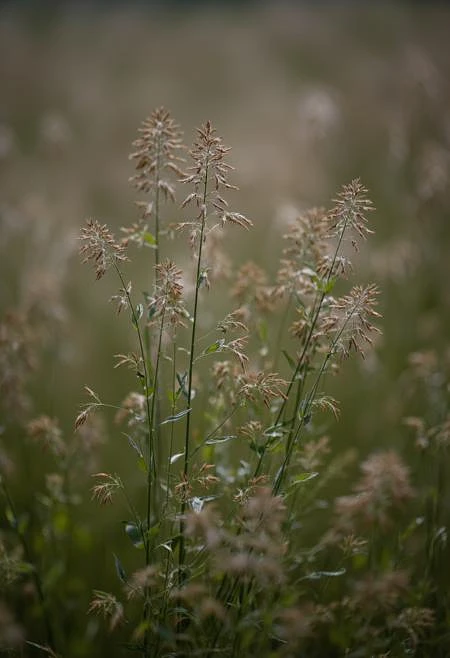 Featured image #4 for Bokeh&Macro