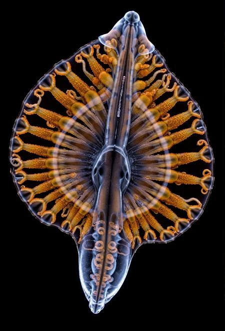Featured image #2 for photomicrography