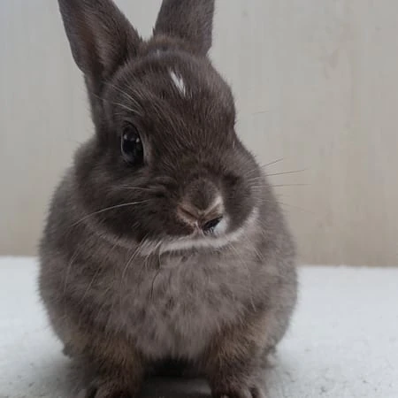 Featured image #3 for Netherland Dwarf Rabbit Generator -BETA