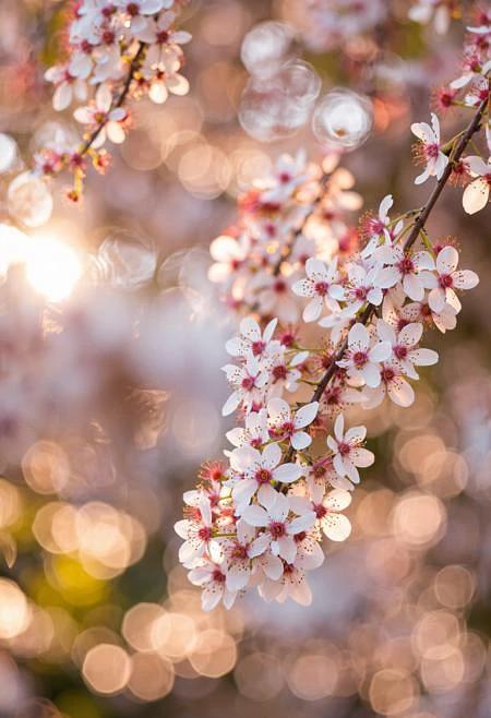 Featured image #3 for Bokeh&Macro