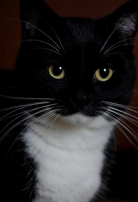 Featured image #2 for black cat