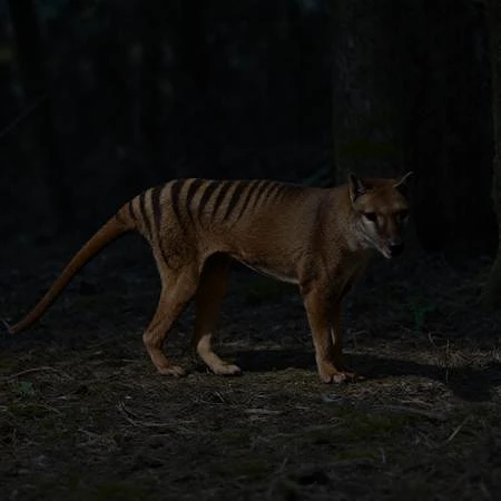 Featured image #1 for Thylacine
