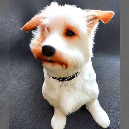 Featured image #2 for GuardianToon