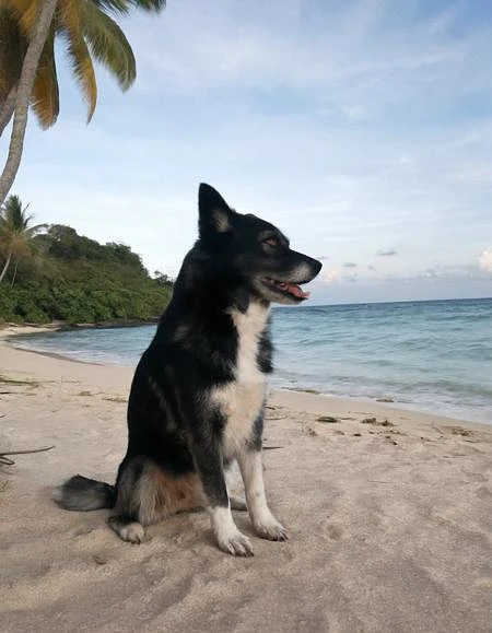 Featured image #2 for Hela, a husky mix dog.